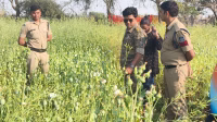 Police took action on illegal opium cultivation, half acre of crop destroyed.