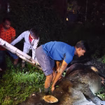 The youth pulled out the cow stuck in the mud for hours.