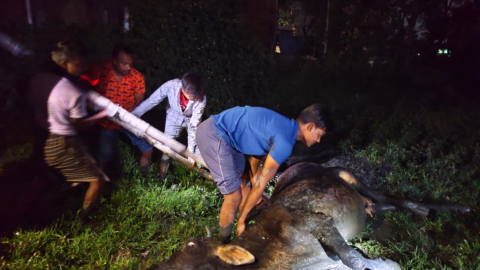 The youth pulled out the cow stuck in the mud for hours.