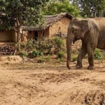 Wild elephant attack in Seraikela, one person dead.