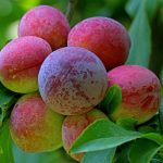 शोपियां और पुलवामा की प्रीमियम Areko Cherries और Scentrose Plums की पहली निर्यात खेप अबू धाबी और दुबई के लिए रवाना