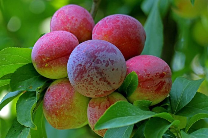 शोपियां और पुलवामा की प्रीमियम Areko Cherries और Scentrose Plums की पहली निर्यात खेप अबू धाबी और दुबई के लिए रवाना
