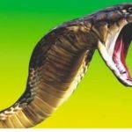 Adequate quantities of 'anti-snake venom serum' available at health centers in Dhanbad.