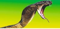 Adequate quantities of 'anti-snake venom serum' available at health centers in Dhanbad.