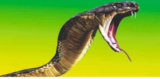 Adequate quantities of 'anti-snake venom serum' available at health centers in Dhanbad.